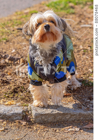Camouflage Yorkie Park Camouflage Yorkie Park 88078468