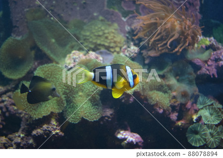 Aquarium fish Black and white fish clown (Amphiprion sebae). Anemonefish. 88078894