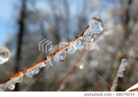 Frozen branches of the trees with ice on the background of a cloudless sky 88079014