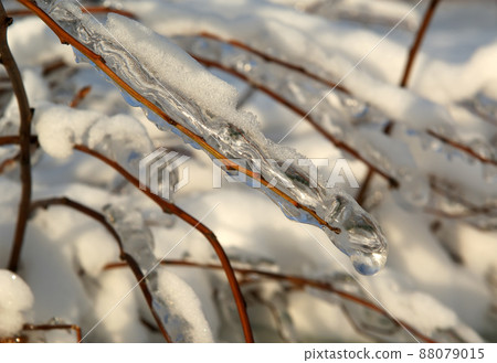 Frozen branches of the trees with ice on the background of a cloudless sky 88079015