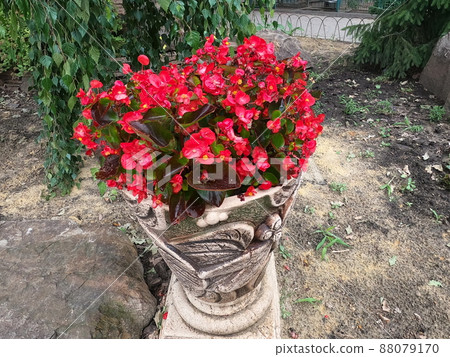 Wax Begonia (Begonia semperflorens) - Stock Photo [88079170] - PIXTA