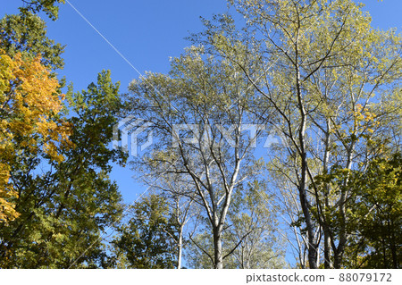 Yellow fallen leaves. Tree against blue sky. Yellow Tree Leaves Composition Over Sky. Beautiful autumn tree and blue sky. Autumn Nature concept. Trees on a sunny autumn day. Yellow fallen leaves. Tree against blue sky. Yellow Tree Leaves Composition Over Sky. Beautiful autumn tree and blue sky. Autumn Nature concept. Trees on a sunny autumn day. 88079172