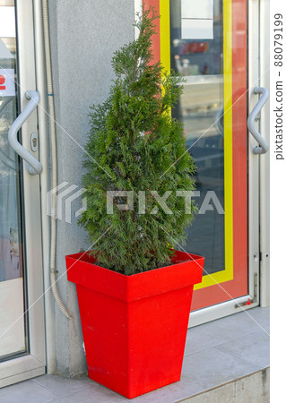 Thuja Plant Red Pot 88079199