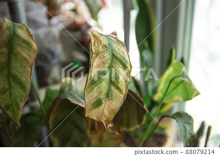 Problems in the cultivation of domestic plants - leaves affected by a spider mite, yellow and dry tips, the overflow of the plant, rotting of the roots. Plant treatment and pest and fungus control 88079214