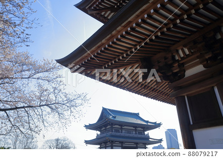 櫻花和五層塔(愛知縣名古屋市角王山二太寺) 櫻花和五層塔(愛知縣名古屋市角王山二太寺) 88079217