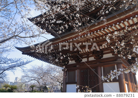 櫻花和五層塔（愛知縣名古屋市角王山二太寺） 88079231