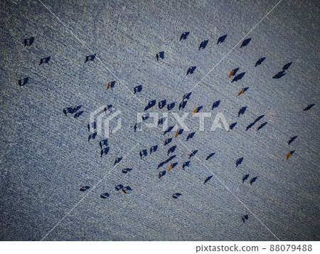 Cows aerial view, Buenos Aires,Argentina 88079488