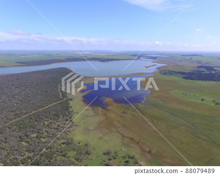 Forest in Pampas, Argentina 88079489