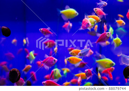 assortment of Ternetia Glofish in blue aquarium assortment of Ternetia Glofish in blue aquarium 88079744