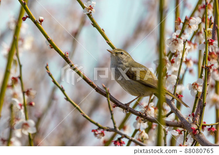 Warbler perching on a branch of a plum tree 88080765