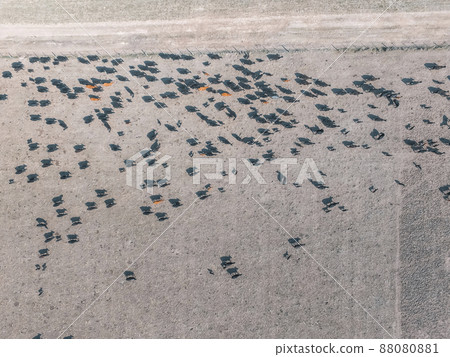 Beef production ,natural grass, Pampas, Argentina 88080881