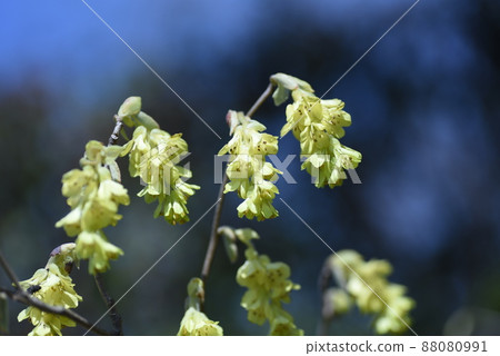 Toshimizuki (Tosa Mizuki) Toshimizuki (Tosa Mizuki) 88080991