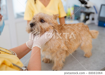 Vet examining pet dog on table in vet clinic Vet examining pet dog on table in vet clinic 88081064