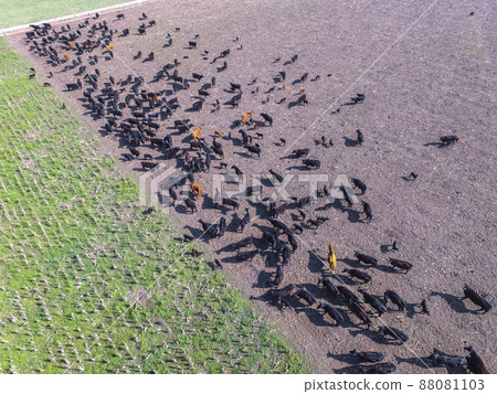 Cows aerial view, Buenos Aires,Argentina Cows aerial view, Buenos Aires,Argentina 88081103