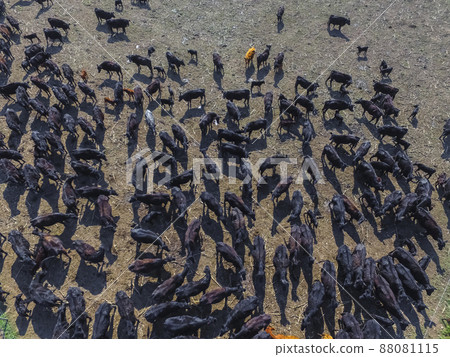Cows aerial view, Buenos Aires,Argentina 88081115