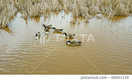 Geese in the morning as spring approaches 88081230