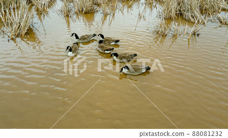 Geese in the morning as spring approaches 88081232