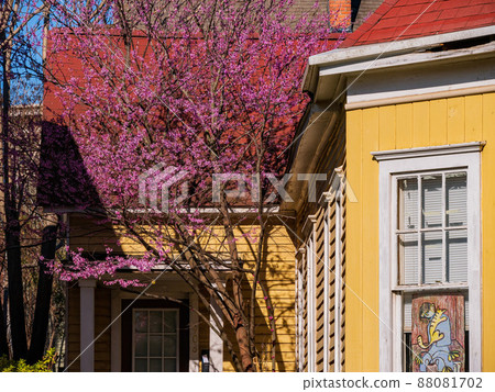 Close up shot of eastern redbud blossom in front of a cute historical house 88081702
