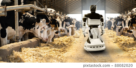 Robot on a dairy farm 88082020