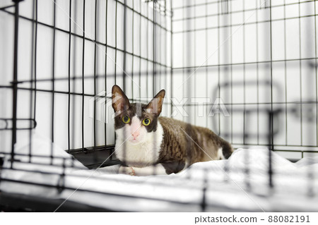 Breed Cornish Rex cat during examination in veterinary clinic. Pet health. Care animal. Homelessness cat in a cage in an animal shelter. Hotels for animals, overexposure. Lost pets. Breed Cornish Rex cat during examination in veterinary clinic. Pet health. Care animal. Homelessness cat in a cage in an animal shelter. Hotels for animals, overexposure. Lost pets. 88082191