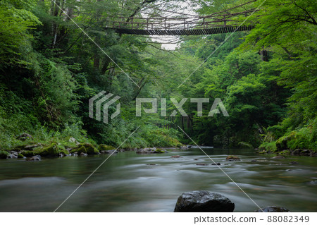 [福井縣池田町7月]福井的隱密景點「葛橋」。一個充滿新鮮綠色植物和潺潺溪流、充滿負離子的世界。 88082349