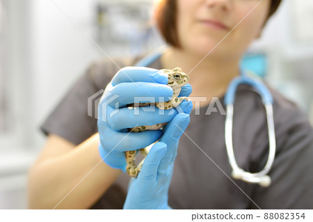 Veterinarian examines a toad in a veterinary clinic. Exotic animals. Health of pet. Animal care. Pet checkup, tests and vaccination. 88082354