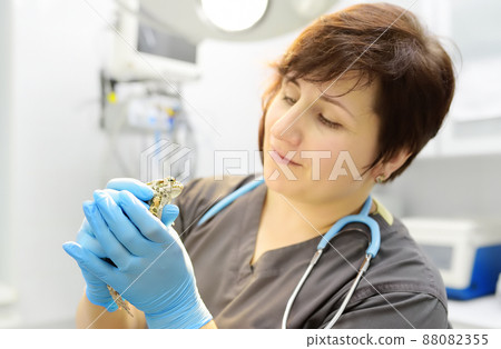 Veterinarian examines a toad in a veterinary clinic. Exotic animals. Health of pet. Animal care. Pet checkup, tests and vaccination. 88082355