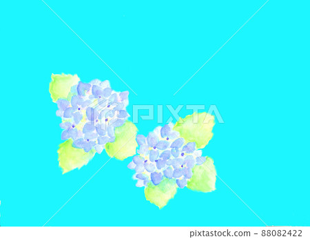 hydrangea hydrangea 88082422