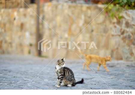 Wild cats on the streets of the medieval Phicardou (Fikardou) village, Cyprus. 88082484