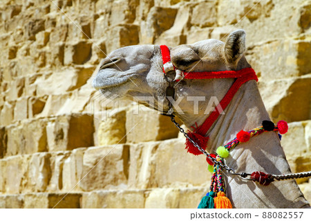 Camel head Camel head 88082557