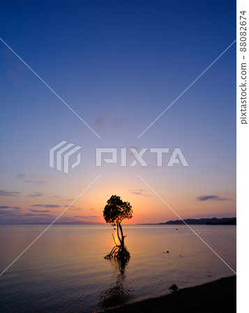 環根紅樹林和日落 環根紅樹林和日落 88082674