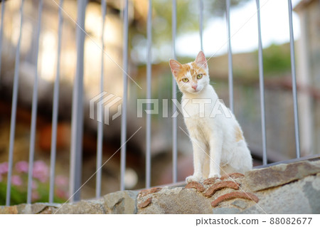 Wild cats on the streets of the medieval Phicardou (Fikardou) village, Cyprus. 88082677