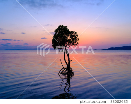 環根紅樹林和日落 88082685