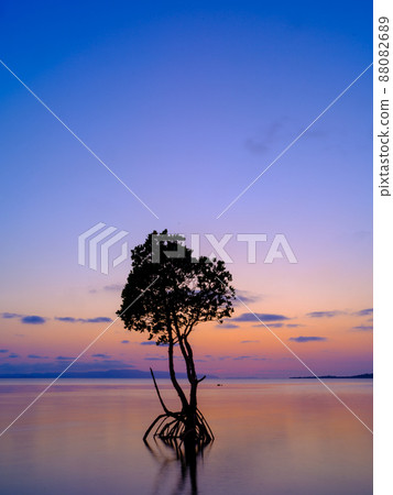 環根紅樹林和日落 88082689