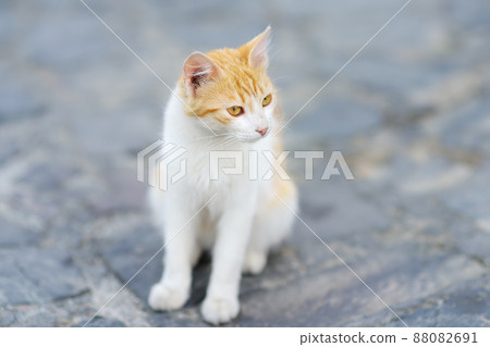 Wild cats on the streets of the medieval Phicardou (Fikardou) village, Cyprus. Wild cats on the streets of the medieval Phicardou (Fikardou) village, Cyprus. 88082691