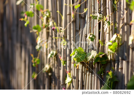 Wooden fence of the house overgrown with plants near ancient houses in Phicardou (Fikardou) village, Cyprus. Wooden fence of the house overgrown with plants near ancient houses in Phicardou (Fikardou) village, Cyprus. 88082692