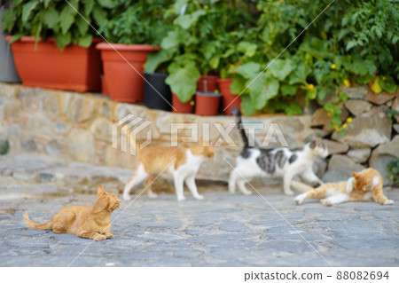 Wild cats on the streets of the medieval Phicardou (Fikardou) village, Cyprus. 88082694