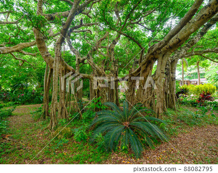 Bajumaru Bajumaru 88082795