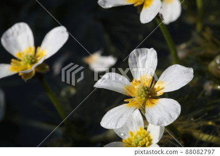 [Echizen City, Fukui Prefecture, July] Precious plum blossom algae flowers that can only grow naturally in clear water (at "Jizakawa", Fukui Prefecture) 88082797