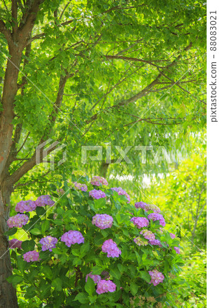 三原市三溪園初夏的繡球花盛開 88083021