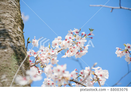 Cherry blossoms in full bloom on twigs Cherry blossoms in full bloom on twigs 88083076