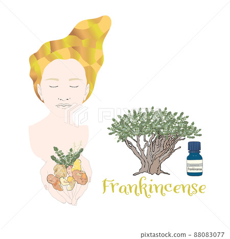 乳香女性、乳香、精油和香氣的圖片 乳香女性、乳香、精油和香氣的圖片 88083077