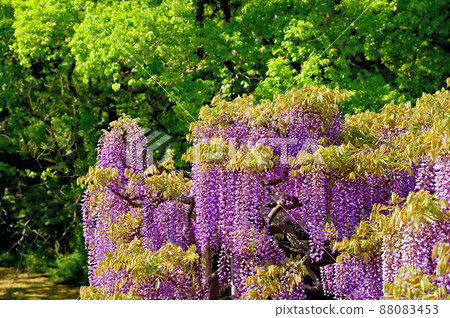 Ashikaga Flower Park, wisteria flowers Ashikaga Flower Park, wisteria flowers 88083453