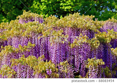 Ashikaga Flower Park, wisteria flowers 88083454