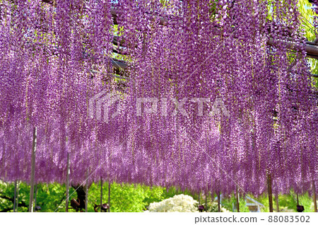 Ashikaga Flower Park, wisteria flowers 88083502