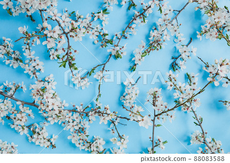 Floral background of spring blooming white flowers on blue. Flat lay. Spring time background. Floral background of spring blooming white flowers on blue. Flat lay. Spring time background. 88083588