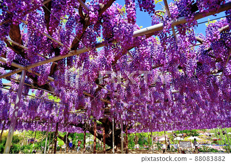 Ashikaga Flower Park, wisteria flowers 88083882