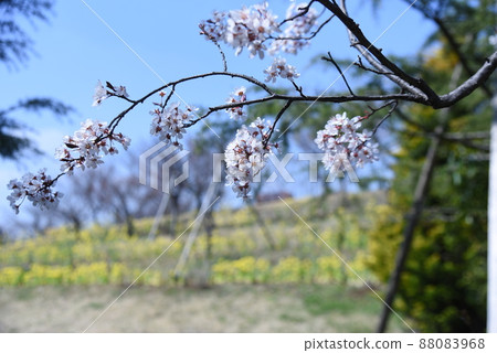 櫻桃月桂花 櫻桃月桂花 88083968