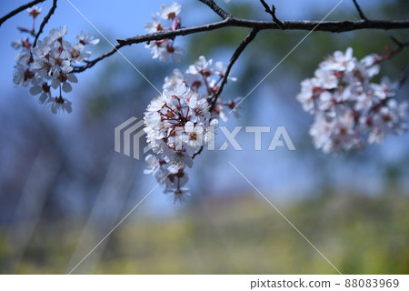 櫻桃月桂花 櫻桃月桂花 88083969