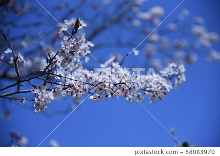 櫻桃月桂花 櫻桃月桂花 88083970